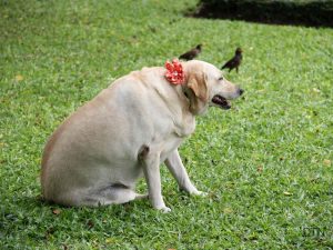 Beyond Physical The Cognitive Price Your Dog Pays for Extra Pounds