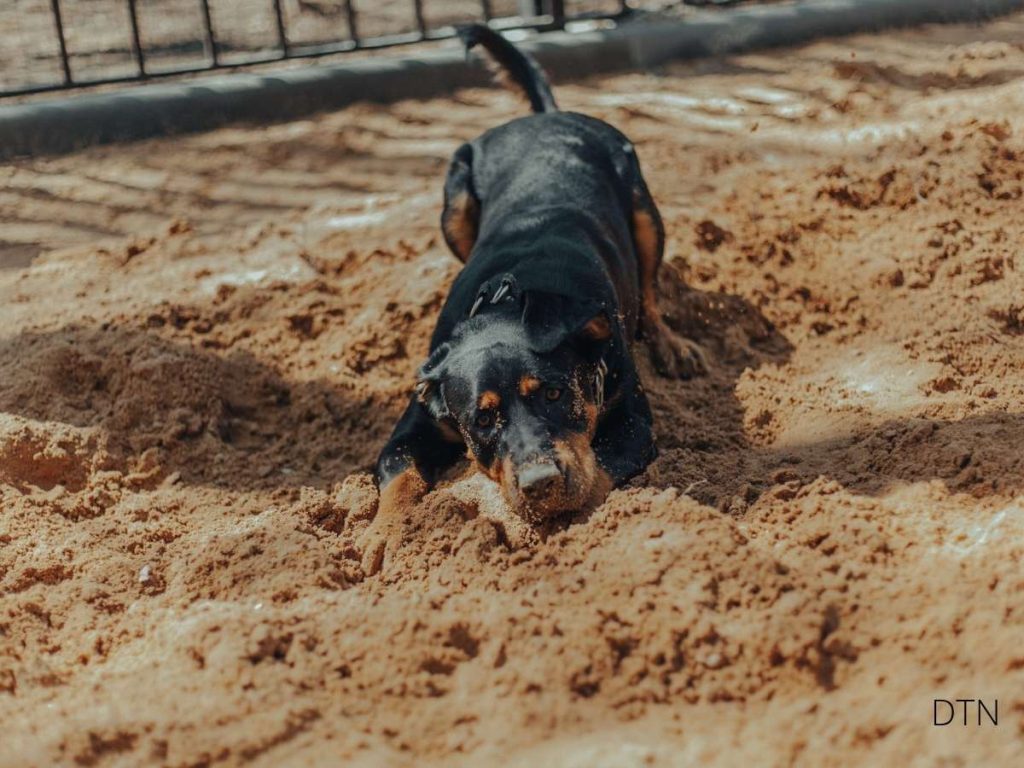 Beyond Training When Your Dog's Bad Behavior Is Actually Hidden Pain