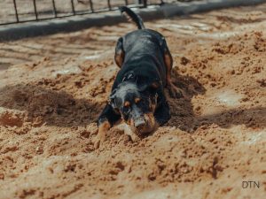 Beyond Training When Your Dog's Bad Behavior Is Actually Hidden Pain