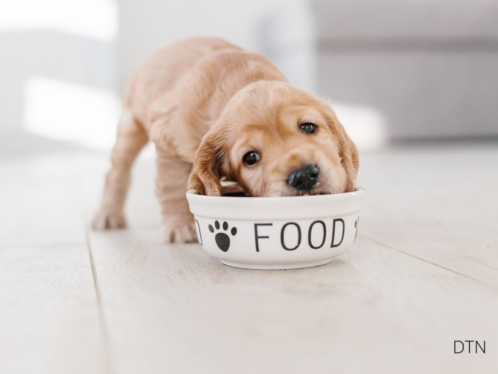 Brain Food for Dogs