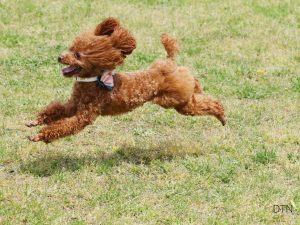 Building the Invisible Leash Why Dogs Choose Connection Over Commands