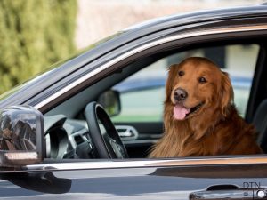Car Sickness in Dogs