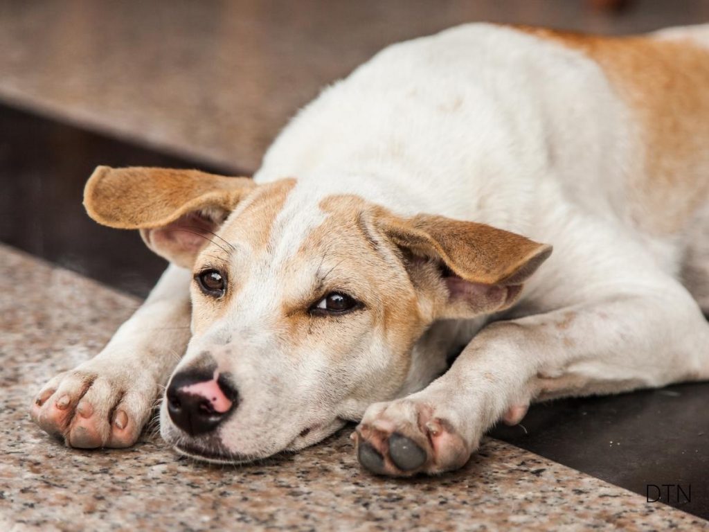 Frustration Dynamics in Dogs: Understanding Your Dog's Unmet Expectations