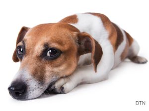 Decision Fatigue in Dogs When Too Many Cues Lead to Shut Down