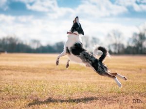 Fetch to focus