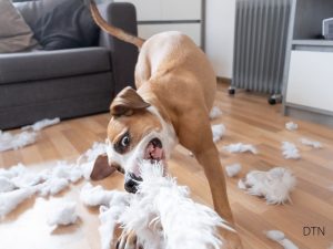 Dogs Destroy Furniture