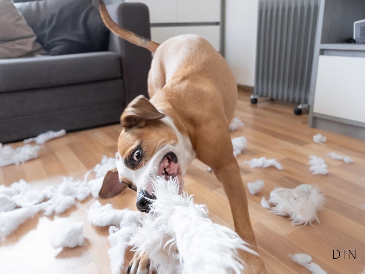 Dogs Destroy Furniture