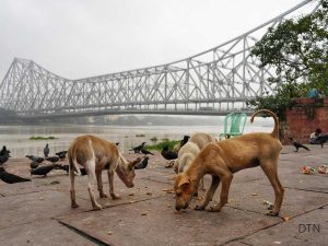 Dogs as Cultural Symbols