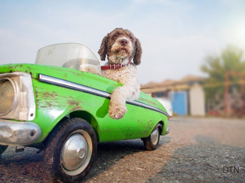 Dogs in Car