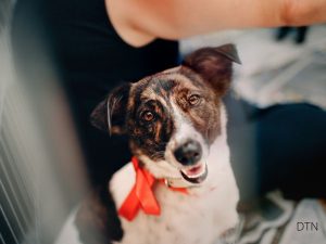 From Fearful to Faithful The NeuroBond Method for Rescue Dog Trust