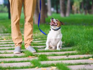 Inside Your Dog's Brain The Science of Impulse Control and Calm Behavior