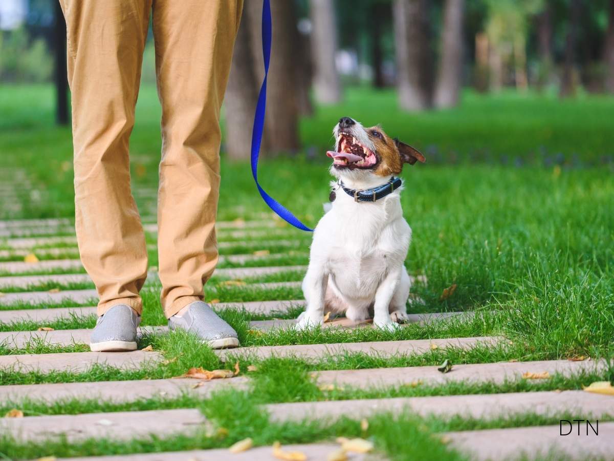 Inside Your Dog's Brain The Science of Impulse Control and Calm Behavior