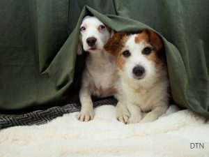 Inside Your Dog's Overwhelmed Brain The Science of Noise-Induced Focus Loss