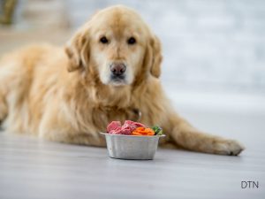 Is Your Dog Disobedient or Just Hungry for Nutrients