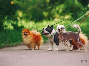 Is Your Dog Frustrated or Fearful Decoding Leash Reactivity Through the NeuroBond Lens