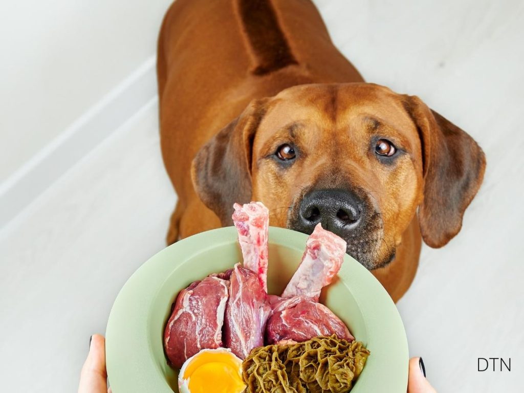 Is Your Dog's Anxiety Actually a Mineral Deficiency The Surprising Truth