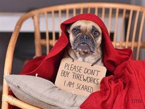 Managing Your Dog's Fear of Loud Noises