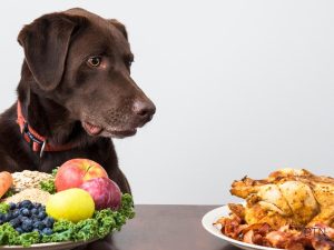 Polyphenols for Your Dog's Brain Natural Solutions for Cognitive Health and Emotional Balance