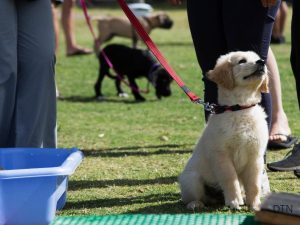Puppy Training Guide