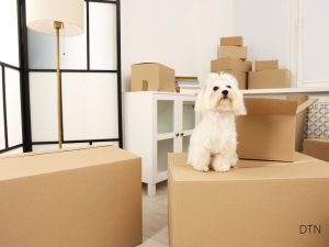 Small Space, Happy Dog Your Essential Apartment Living Guide