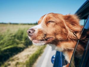 The Complete Guide to Calm Dog Travel