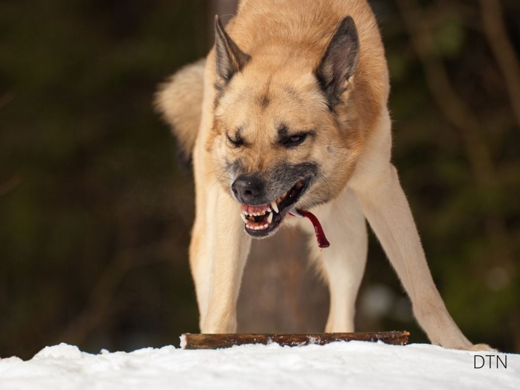 The Frozen Moment When Your Dog Can't Choose Between Instinct and Training