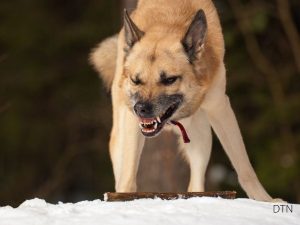 The Frozen Moment When Your Dog Can't Choose Between Instinct and Training
