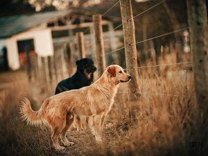 The Neuro-Enriched Dog Simple Science-Based Ways to Build Your Pet's Cognitive Wellness