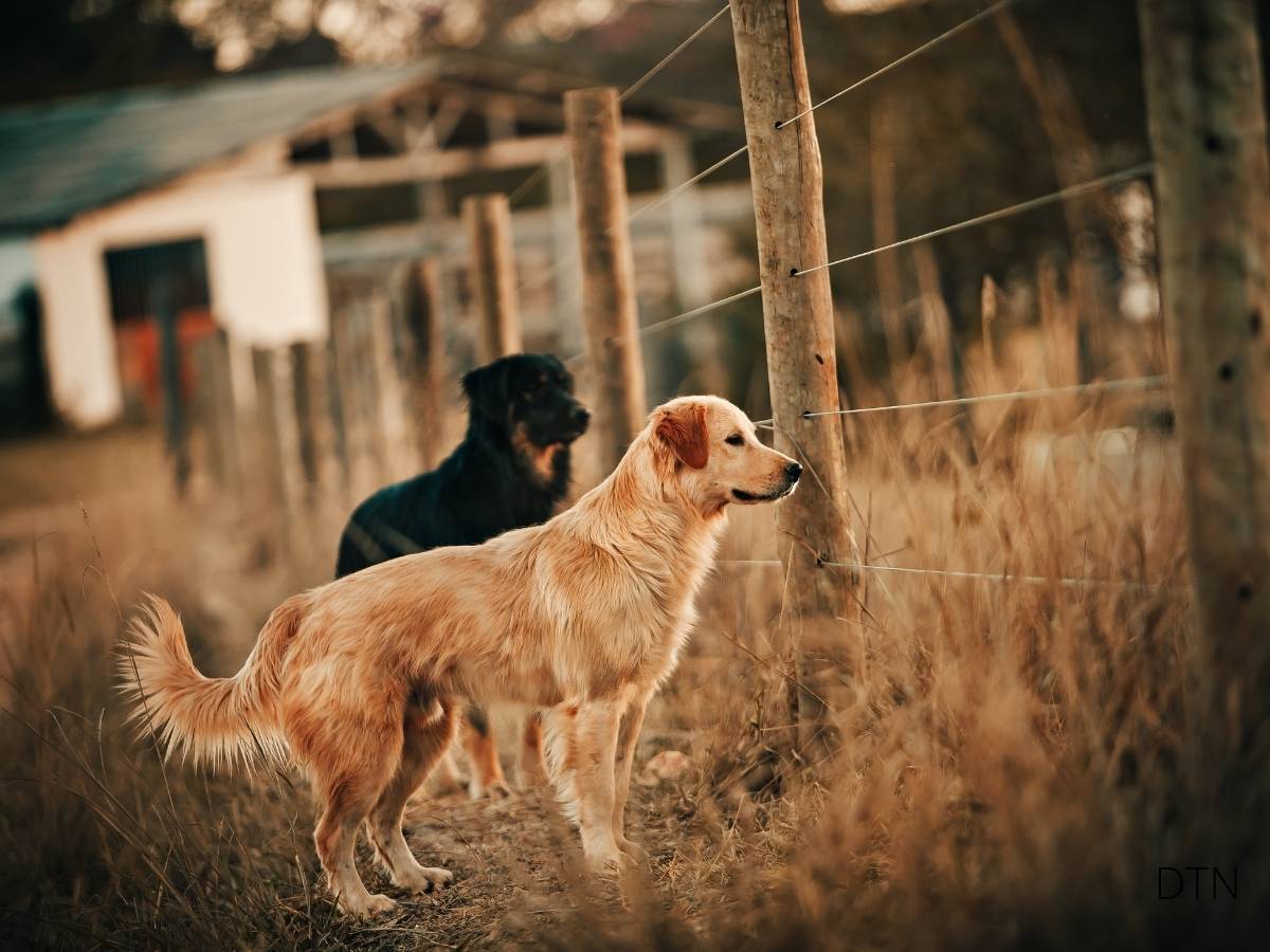 The Neuro-Enriched Dog Simple Science-Based Ways to Build Your Pet's Cognitive Wellness