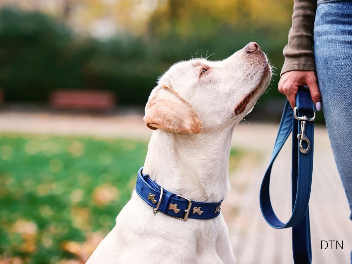 The NeuroBond Method Building an Invisible Connection with Your Dog