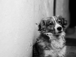 The Stressed Dog's Brain Understanding Why Your Commands Fall on Deaf Ears