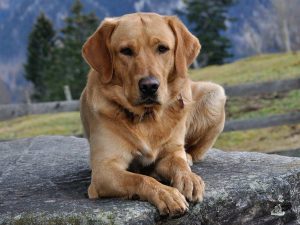 The Thinking Dog Unveiling Canine Self-Awareness and Meta-Cognition