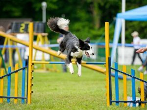 The Walking Myth Why Your Dog Needs More Than Miles