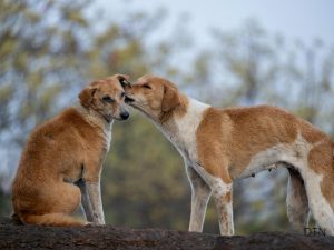 Understanding Pack Dynamics