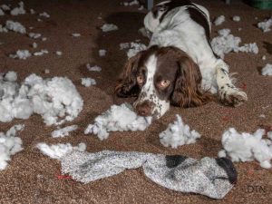 Understanding Your Dog's Displacement Behaviors The Hidden Language of Stress