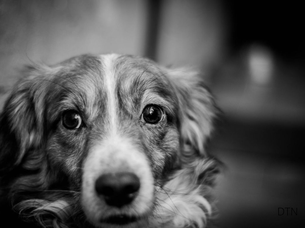 Understanding Your Dog's Trauma Response A Guide to Healing and Recovery