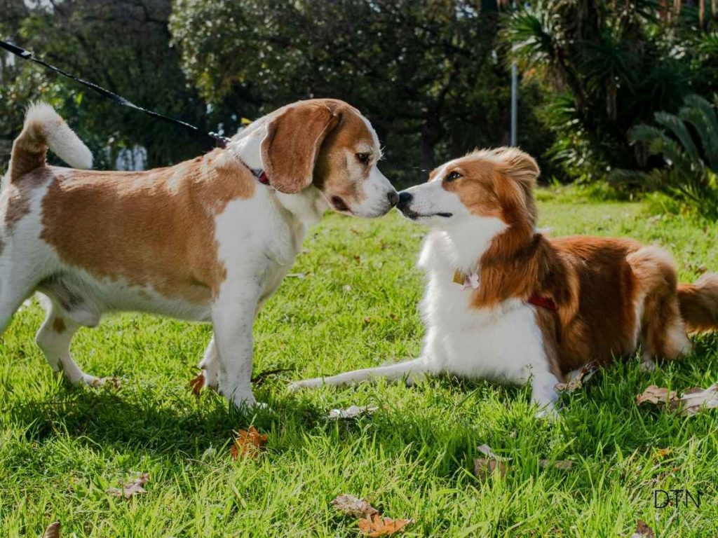 When Dogs Doubt Understanding Your Canine's Hesitation Signals