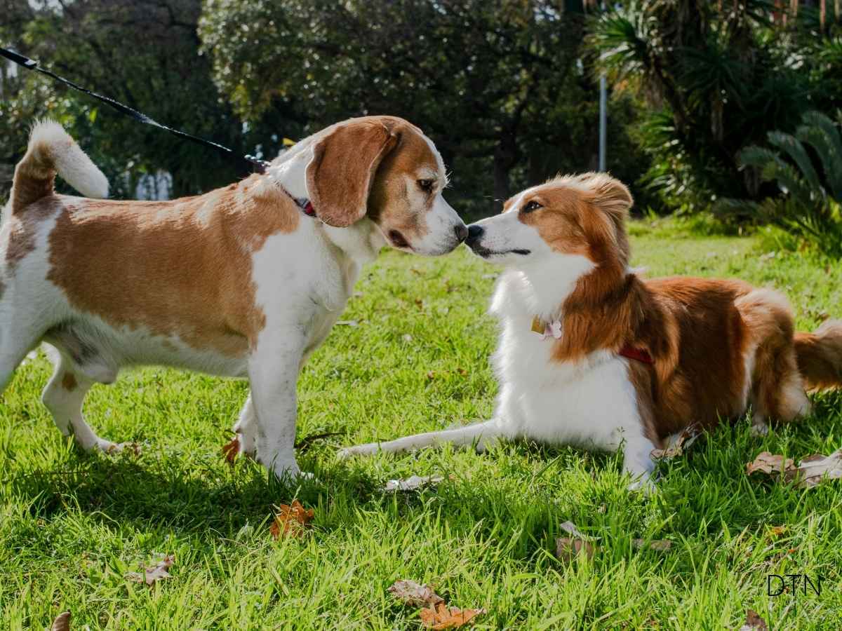 When Dogs Doubt Understanding Your Canine's Hesitation Signals