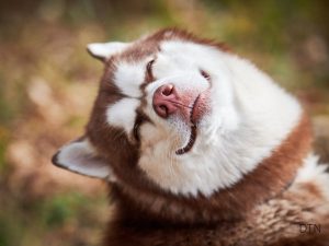 When Dogs Speak, Are We Listening Understanding Canine Emotional Signals
