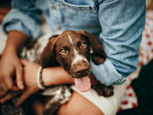 When Fitbits Meet Furballs Making Sense of Pet Technology