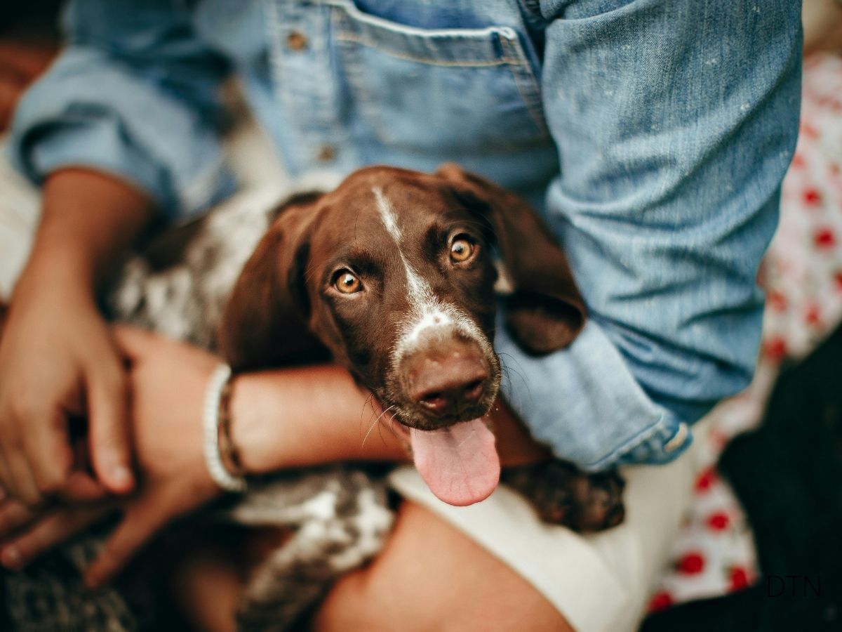 When Fitbits Meet Furballs Making Sense of Pet Technology
