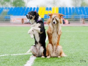 When Love Isn't Enough Understanding Dogs Who Adapt Against the Odds