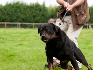 When Your Dog Explodes on Walks The Science and Soul of Transformation