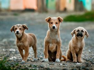 When Your Dog's Brain Says Yes and No Understanding Internal Conflicts