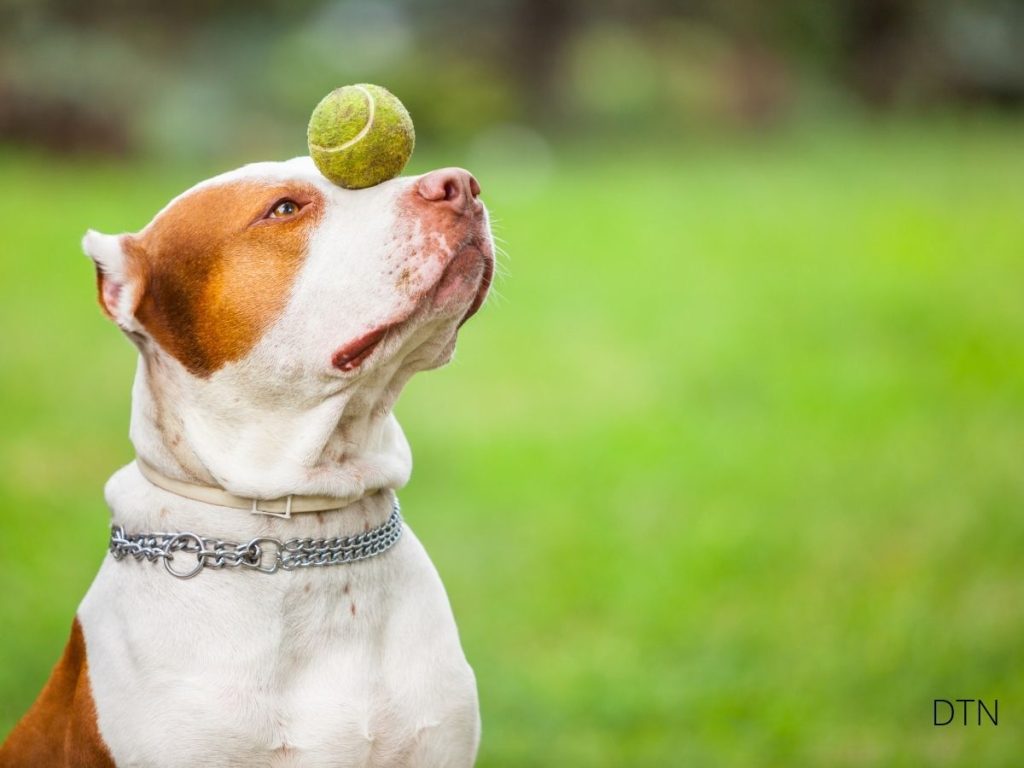 Why Dog Training Has Failed the Modern Dog