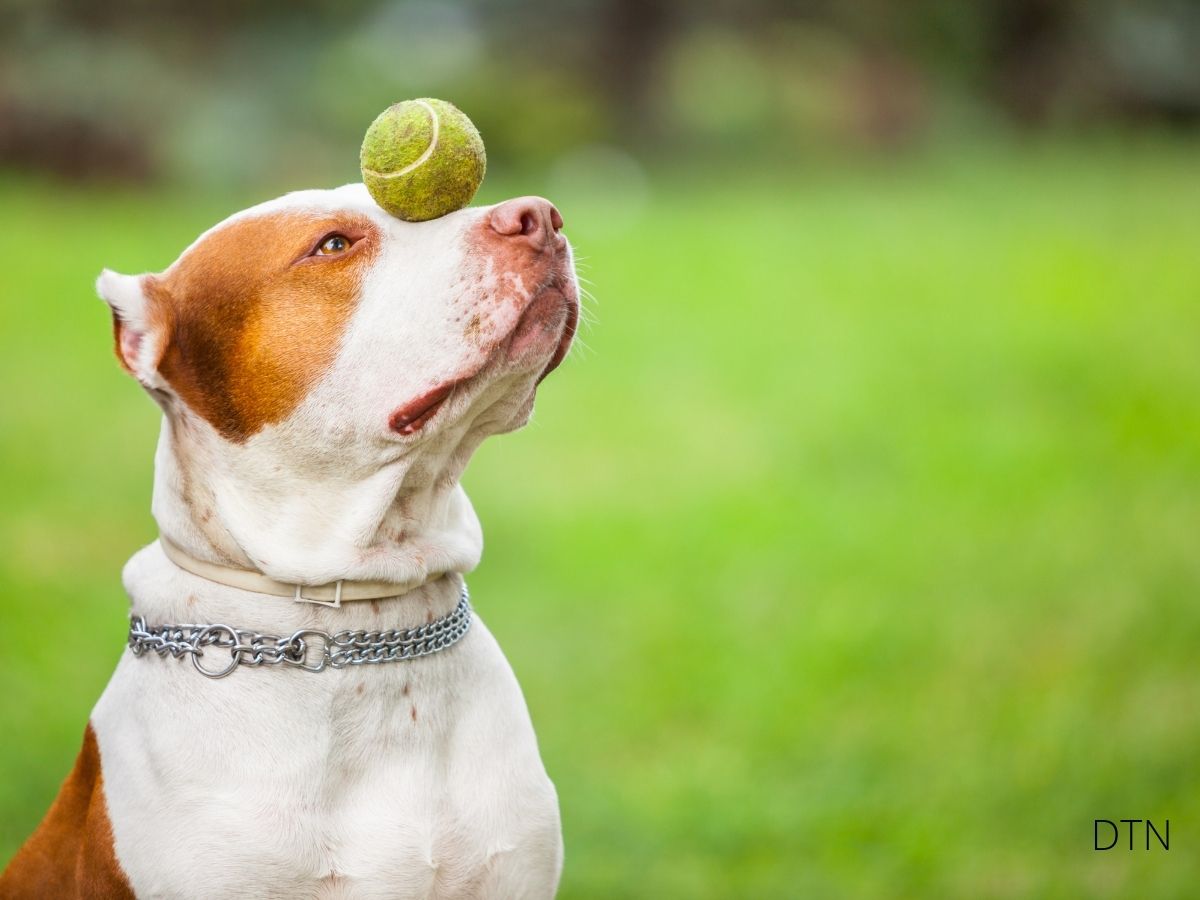 Why Dog Training Has Failed the Modern Dog