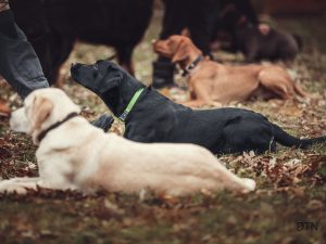 Why Overtraining Backfires Recognising Cognitive Saturation in Dogs