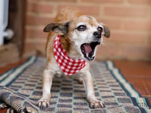 Why Your Dog Barks at Strangers