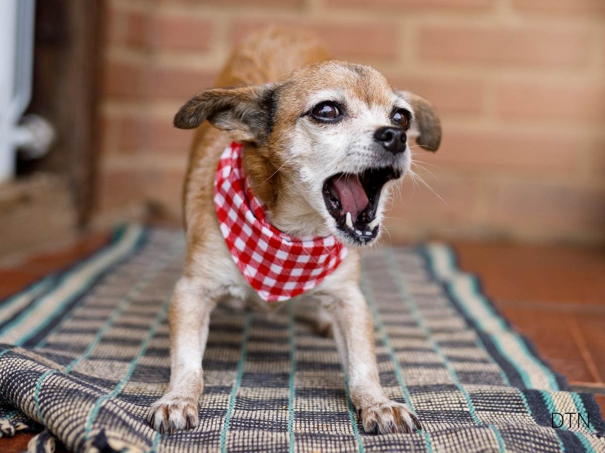 Why Your Dog Barks at Strangers