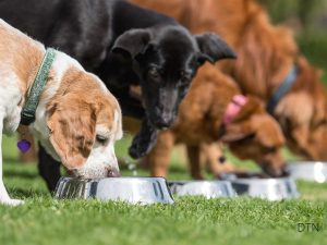 Why Your Dog Gets Hangry The Science of Food and Mood
